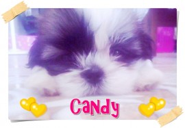 Candy